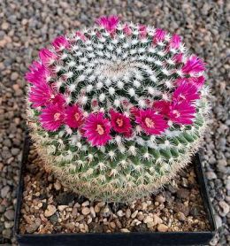 Mammillaria