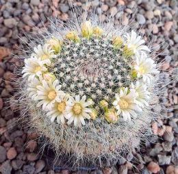 Mammillaria hahniana albiflora