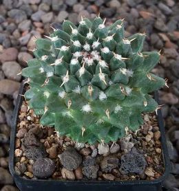 Mammillaria sempervivi P489