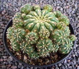 Matucana polzii