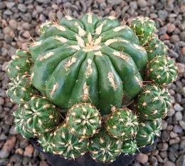Matucana polzii