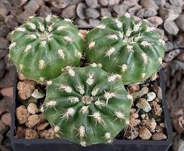 Matucana polzii