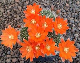 Mediolobivia nigricans carmeniana