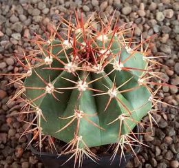 Melocactus