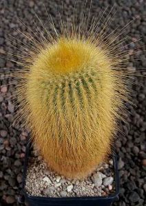Notocactus leninghausii
