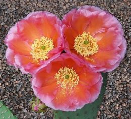 Opuntia engelmannii aurea Springdale Zion