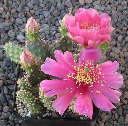 Opuntia fragilis freiberg