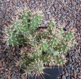 Opuntia fragilis SB229 Gunnison