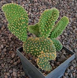 Opuntia microdasys cristata