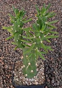 Opuntia subulata