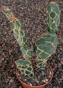 Opuntia zebrina reticulata