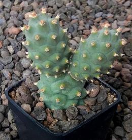 Tephrocactus articulatus strobiliformis