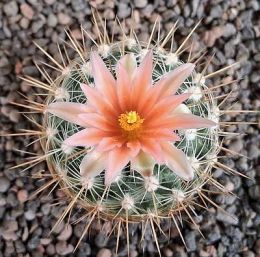 Thelocactus conothelos