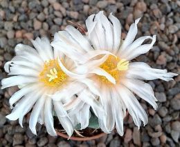 Thelocactus heterochromus