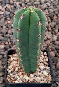 Trichocereus bridgesii