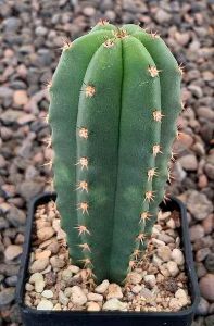 Trichocereus pachanoi