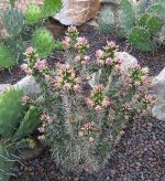 Cylindropuntia imbricata pinky