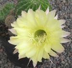 Echinopsis Hybr. Nr. hb176