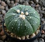 Astrophytum asterias gonzales