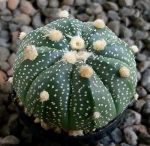Astrophytum asterias