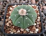 Astrophytum asterias nudum