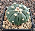 Astrophytum asterias nudum