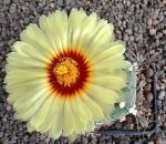 Astrophytum capricorne