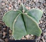 Astrophytum myriostigma nudum