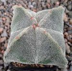 Astrophytum myriostigma quadricostatum