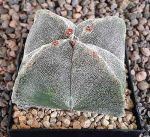 Astrophytum myriostigma quadricostatum