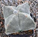 Astrophytum myriostigma quadricostatum