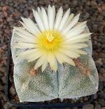 Astrophytum myriostigma quadricostatum Onzuka