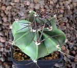 Astrophytum senile