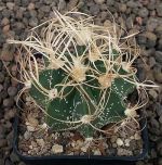Astrophytum senile krausii