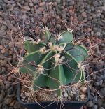 Astrophytum senile Viesca