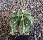 Astrophytum senile Viesca