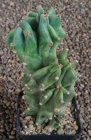 Cereus peruvianus monstrosus