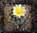 Copiapoa