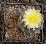 Copiapoa