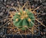 Copiapoa haseltoniana KK1384