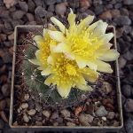 Copiapoa humilis