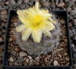 Copiapoa humilis