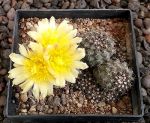 Copiapoa humilis