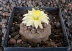 Copiapoa hypogaea