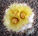 Coryphantha