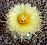 Coryphantha asterias
