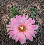 Coryphantha macromeris
