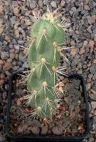 Cylindropuntia imbricata Walter