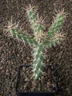 Cylindropuntia viridiflora Panayoti