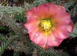 Cylindropuntia viridiflora SB957